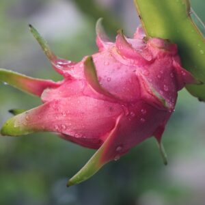 dragon fruit, fruit, pink-3579943.jpg