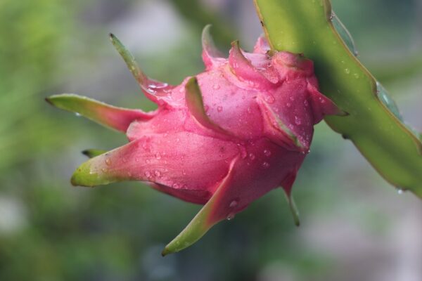 dragon fruit, fruit, pink-3579943.jpg