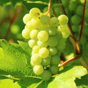 grapes, green, vines-276070.jpg